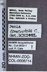 Etiketten zu Penia tomentosa (NHMW-ZOO-COL-0008714)